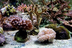 Meeresaquaristik Meerwasseraquarium Korallenverkauf Meeresaquarium Meerwasseraquaristik